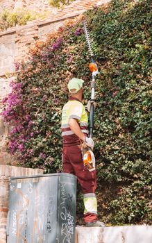 Man using hedge trimmer to cut ivy on wall in urban setting. Bright day.